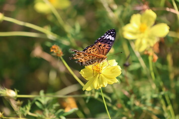 A brush-footed butterfly sipping nectar from a yellow cosmos flower © Mt. Cape