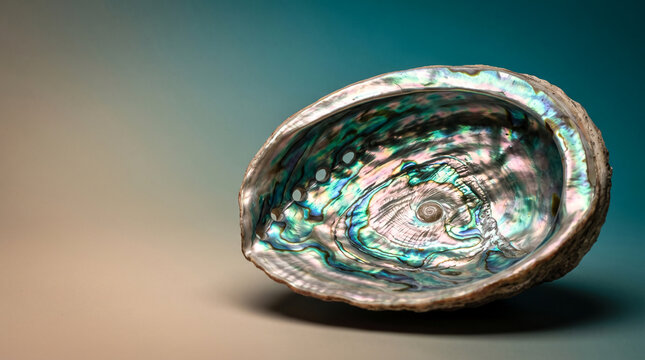 Iridescent Abalone Shell Interior Closeup