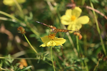 A brush-footed butterfly sipping nectar from a yellow cosmos flower © Mt. Cape