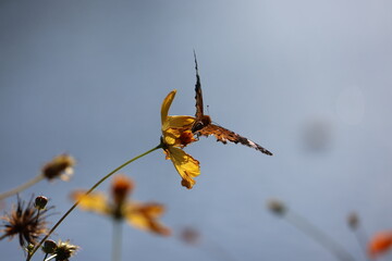 A brush-footed butterfly sipping nectar from a yellow cosmos flower © Mt. Cape