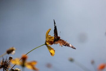 A brush-footed butterfly sipping nectar from a yellow cosmos flower © Mt. Cape