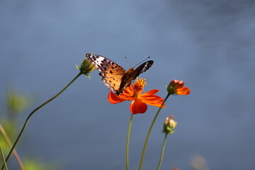 A brush-footed butterfly sipping nectar from a yellow cosmos flower © Mt. Cape