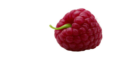 Single ripe red raspberry fruit with a small green stem © Tibor