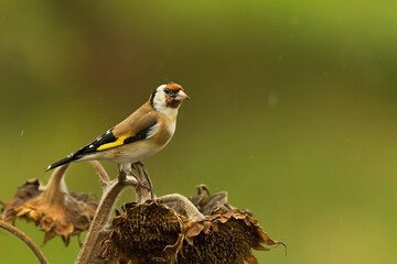 Szczygieł (Carduelis carduelis) , Goldfinch (European goldfinch) © artel120(Minasyan)