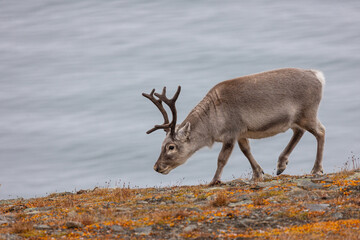 Svalbard reindeer grazing on the coast © IrenaB
