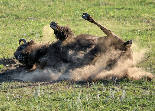Bison Buffalo Rolling in Dirt Wallowing Kicking up Dust Billowing 
