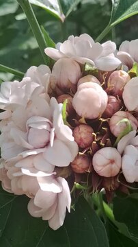 Vertical video of Chinese glory bower pinna flowers in a green garden