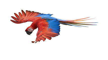 Vibrant scarlet macaw parrot in flight with spread wings and long tail feathers © Uxia