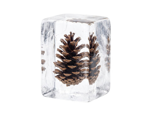A single brown pine cone encased inside a transparent rectangular block of solid clear ice cube