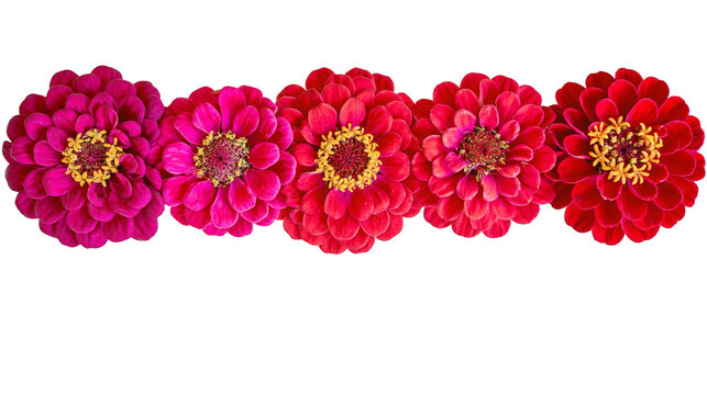Five vibrant pink and red zinnia flowers arranged in a horizontal row