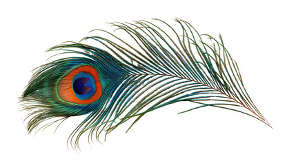 Iridescent peacock feather with vibrant blue and orange eye pattern © Elodie