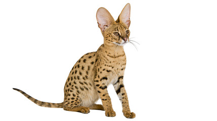 Serval cat with spotted golden fur and large ears sitting in profile © Elodie