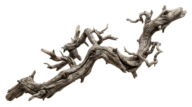 A twisted, weathered tree branch resembling a dragon or a snake for a unique nature or abstract graphic element.