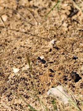 Digger Wasp (Cerceris antipodes) in flight, South Australia