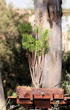 Miniature Pine Tree (Crassula tetragona) growing in container made from old wood-heater door