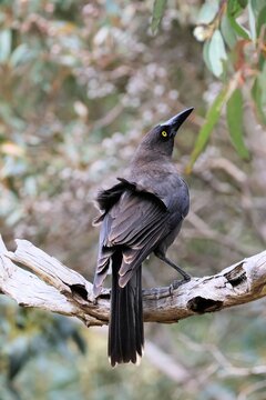 Close-up of wild Grey Currawong (Strepera versicolor), South Australia