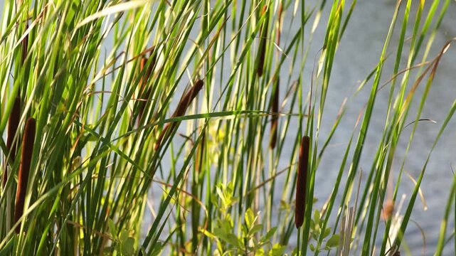 Wild green bulrush stands in light wind near river shoreline. Marsh reed vegetation shines under warm morning sunbeams. Natural botanical cattail creates peaceful summer landscape background.