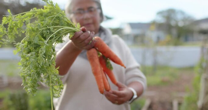 Mature African American woman pulling carrots, wearing scarf and inspecting soil in yard