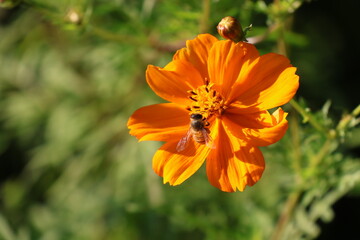 Honeybee sipping nectar from a yellow cosmos © Mt. Cape