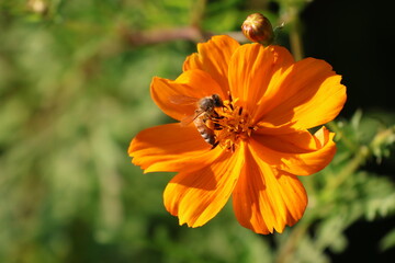 Honeybee sipping nectar from a yellow cosmos © Mt. Cape