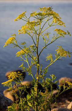 Parsnip flowering by The seashore