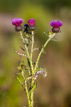 Welted thistle flowering with red flowers 