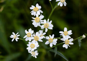 Sneezewort yarrow white wild flowers © Tommi Syvänperä 
