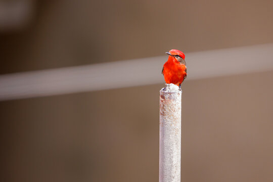 Male Vermilion Flycatcher (Pyrocephalus rubinus) perched on a a construction pipe.