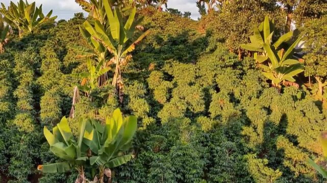 Coffee Plantation Cultivated on Green Mountain Slopes in Colombia. Time Lapse. Establishing Shot.