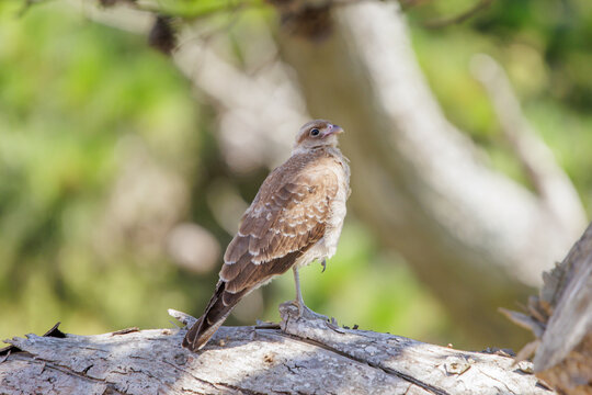 Chimango Caracara (Milvago chimango) perched on a trunk of a tree.