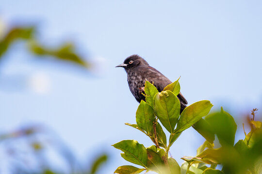 A Variable Oriole (Icterus pyrrhopterus) perched on a branch on the blue sky.