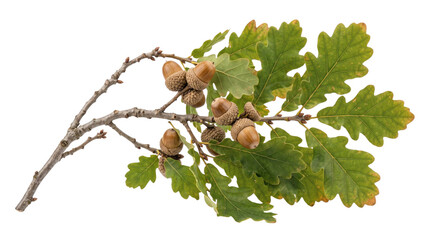 Oak branch with acorns and green leaves on a transparent background © YULIIA