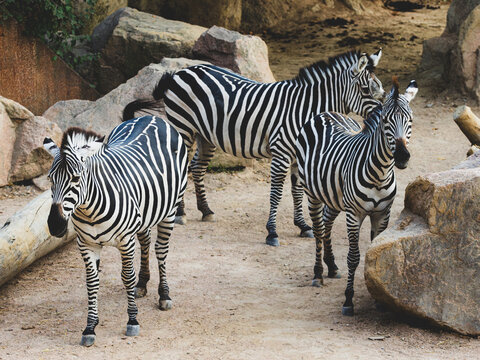 Herd of plains zebras with striking black and white stripes walking in rocky habitat