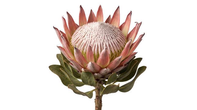 King protea flower with pink petals and green leaves on a transparent background