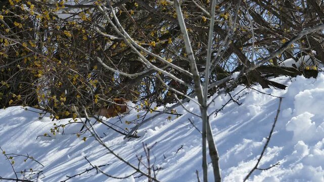 Close up tracking shot of an eager Jack Russell Terrier forcing its way through deep snow. Excited dog following a wild animal scent trail towards the winter forest on a bright sunny day.