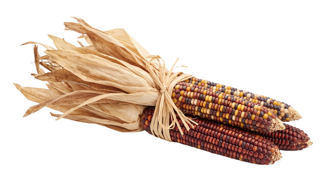 Colorful indian corn ears with husk on a transparent background
