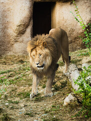 Magnificent male lion with a thick mane walking down a slope in wildlife habitat © Saverio