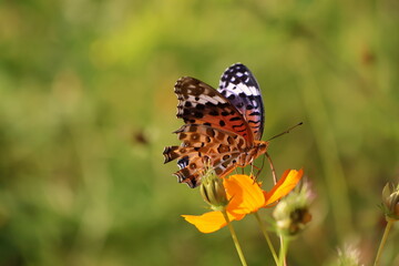 A brush-footed butterfly sipping nectar from a yellow cosmos flower © Mt. Cape