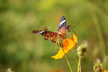 A brush-footed butterfly sipping nectar from a yellow cosmos flower © Mt. Cape