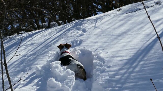 Close up tracking shot of an eager Jack Russell Terrier forcing its way through deep snow. Excited dog following a wild animal scent trail towards the winter forest on a bright sunny day.