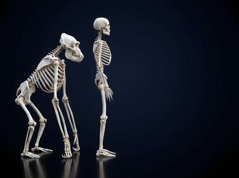 Side view of gorilla and human skeletons on glossy black floor