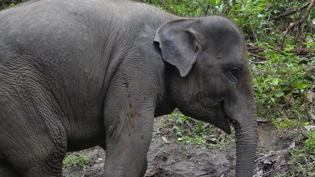 Wild asian elephant walking in its natural habitat. Majestic animal freely roaming in a protected sanctuary, highlighting conservation efforts