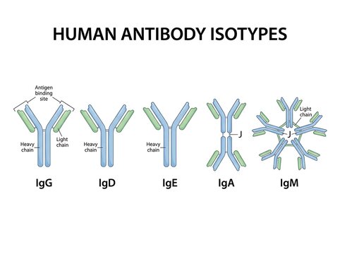 Diagram showing the structural types and classifications of human antibodies