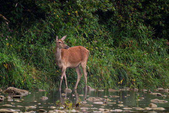 Red Deer - Cervus elaphus, large beautiful iconic animal from European forests and meadows, Poland.
