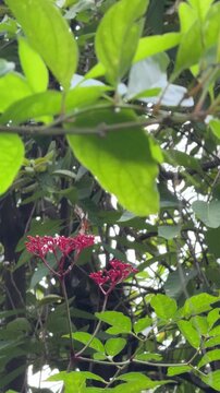 Vertical 4K video showing orange Plain Tiger butterfly fluttering and flying between small red leea flower clusters in park.