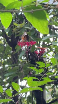 Vertical 4K close up video showing two orange Plain Tiger butterflies gathering and feeding on red leea flower heads.