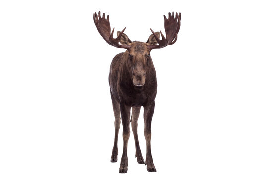 American moose standing, front view, isolated on transparent background (PNG)