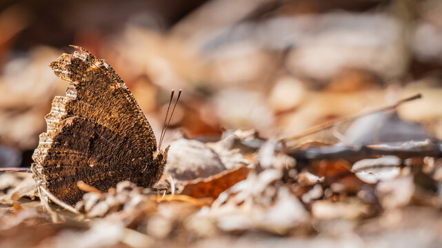 Detailed macro ground level view of Mourning cloak butterfly (Nymphalis antiopa) crawling among forest floor leaf litter