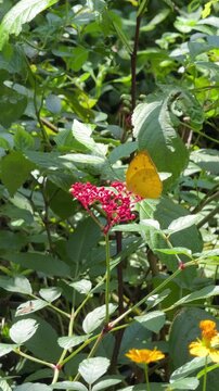 Vertical 4K video showing yellow Lemon Emigrant butterfly resting motionless while feeding on red leea flower nectar.