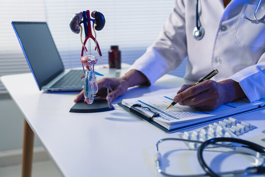 Urologist holding male reproductive system anatomical model and explaining prostate health during consultation in clinic